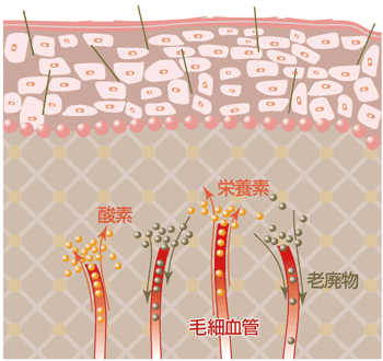 リベルのメカニズム
