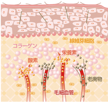 リベルのメカニズム